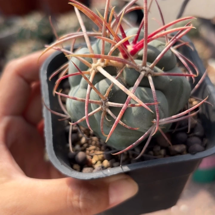 6027实生高木绯冠龙好养