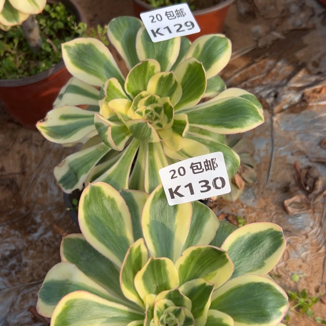 花****2颗组合艳子锦，满20包邮