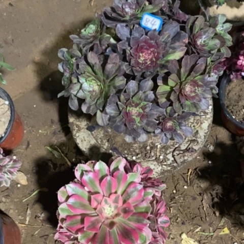 两颗法师一物一拍