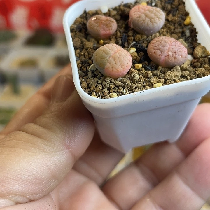 佳人园艺多肉生石花锦588