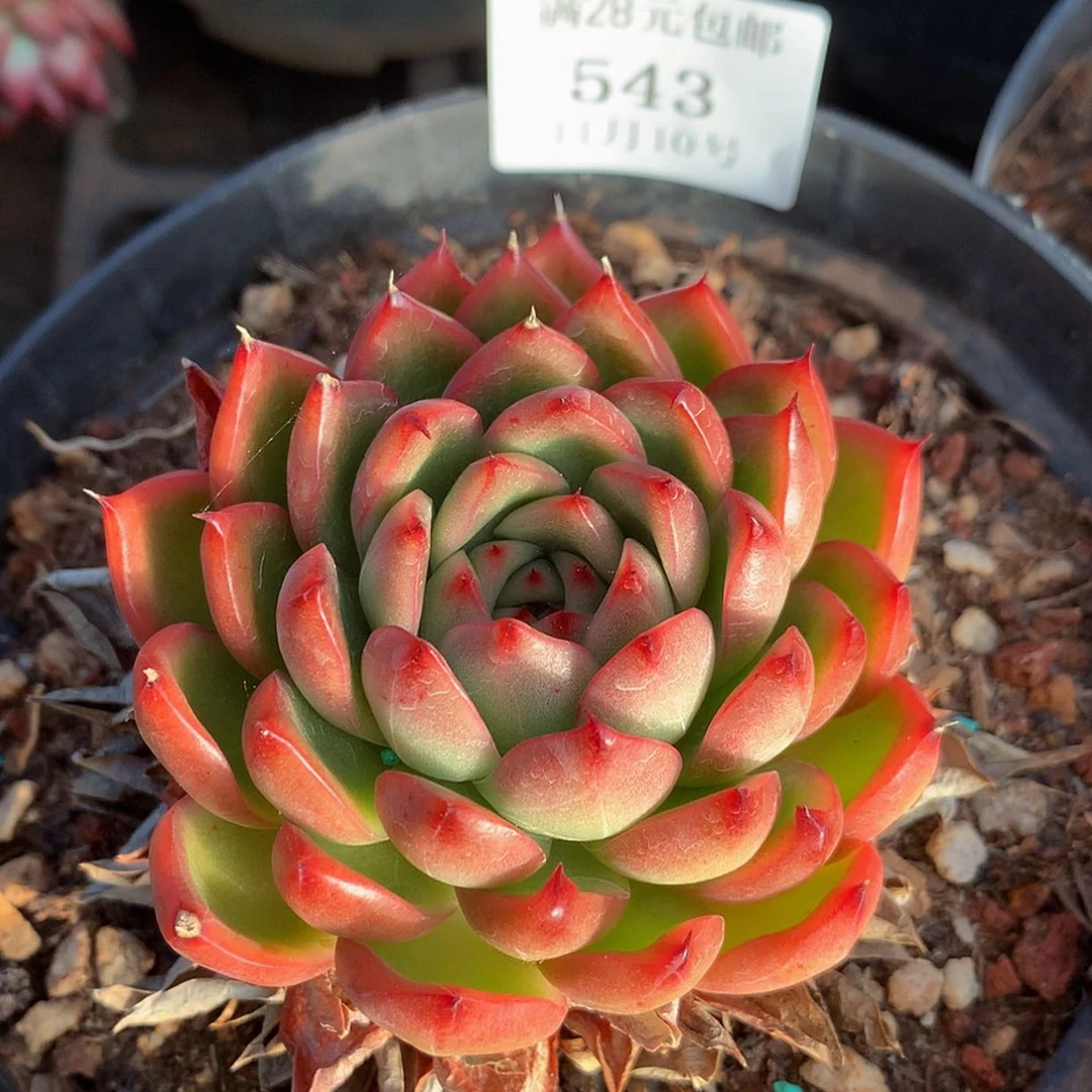 【闪购商品】云543号