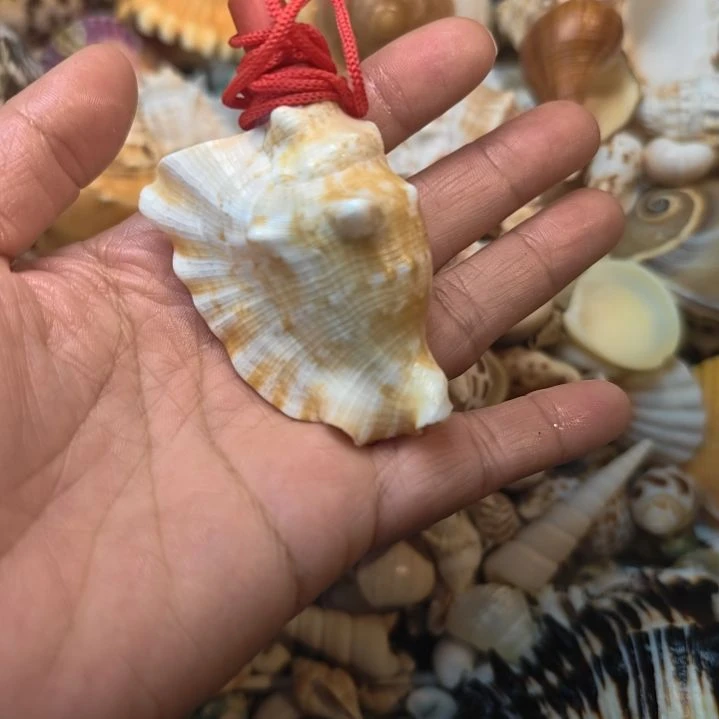 石材吹响号角海螺
