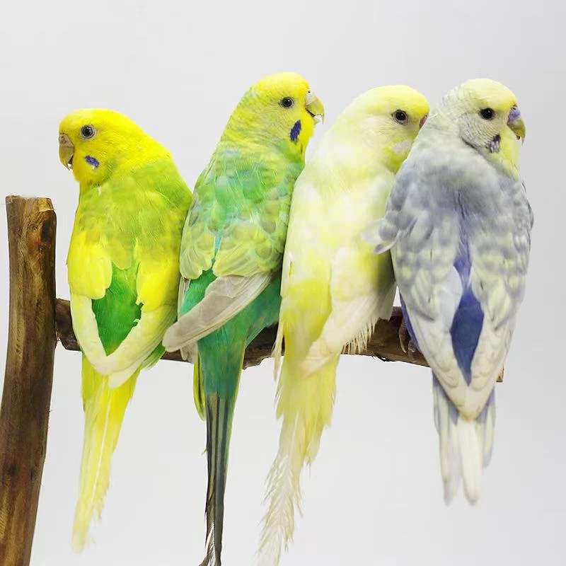 特色虎皮鹦鹉 随机一对 鹦鹉活体