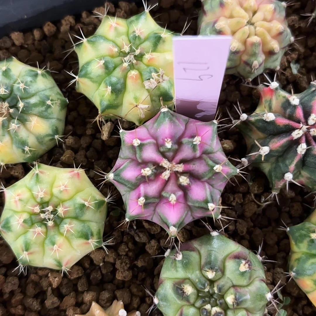 泰国米哈129-0217