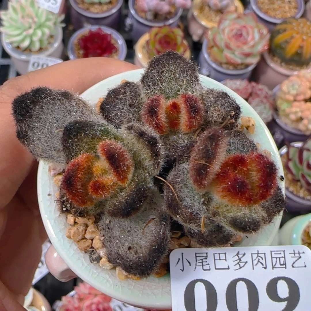AR小尾巴5CM迷你拇指盆栽精控多肉009