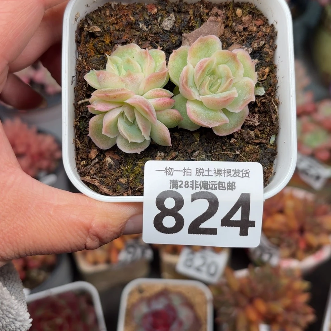 虾饺三头无盆土发货