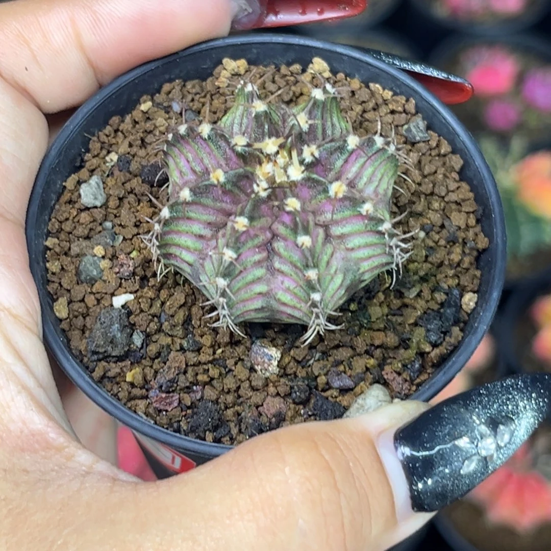 54 肋骨海神 带盆土发货