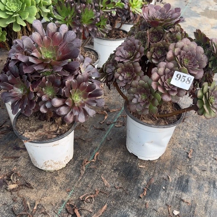 958欧紫➕原叶玫瑰包邮。