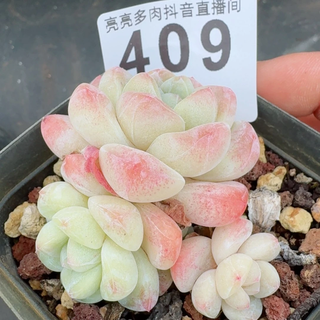 樱花冰玉         多肉植物