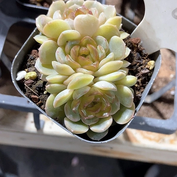 维**多肉植物908多肉