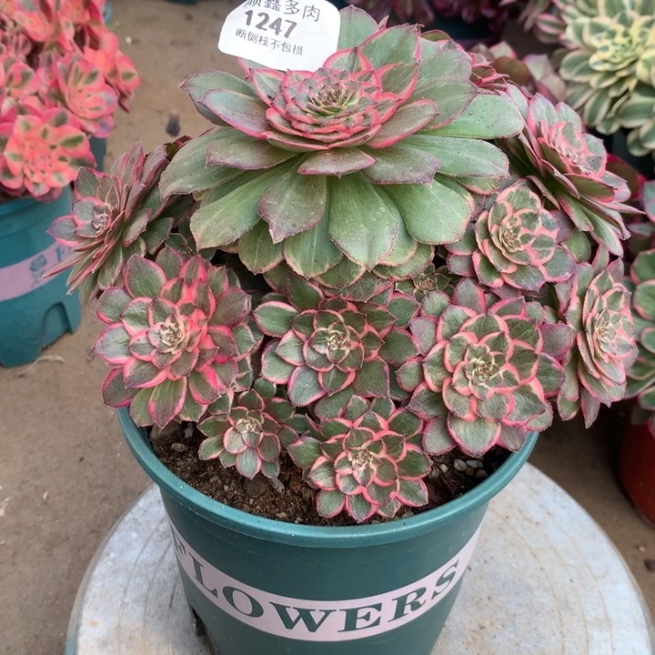 1247莲花座多肉植物