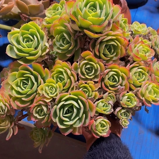 萌*柠檬玫瑰2009多肉