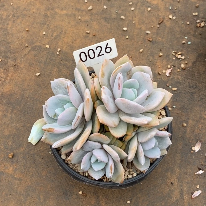 五头奶茶。 0026号。