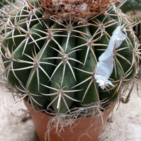 龙云仙人球16米仙人球