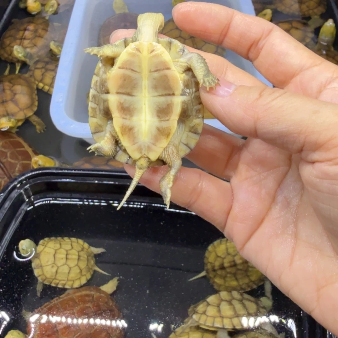 公母搭配宠物龟一****