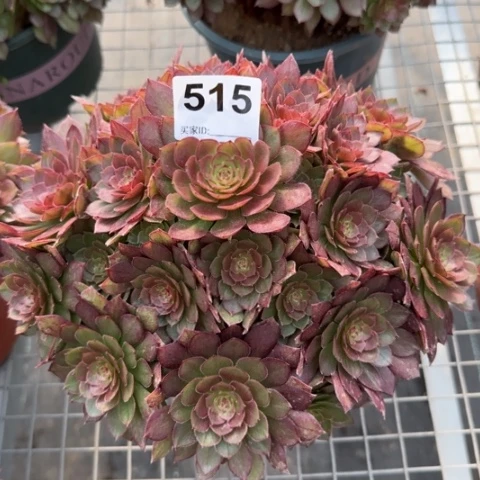 515红魔多肉20厘米左右