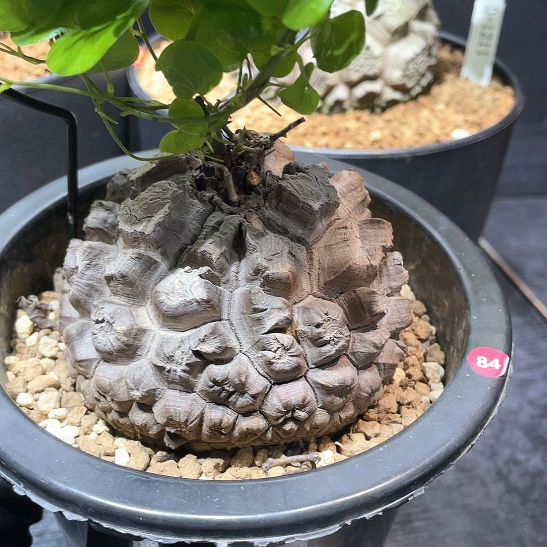 84号龟甲龙9.3公分