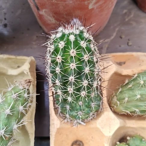 卫美玉侧芽两个付仙人球