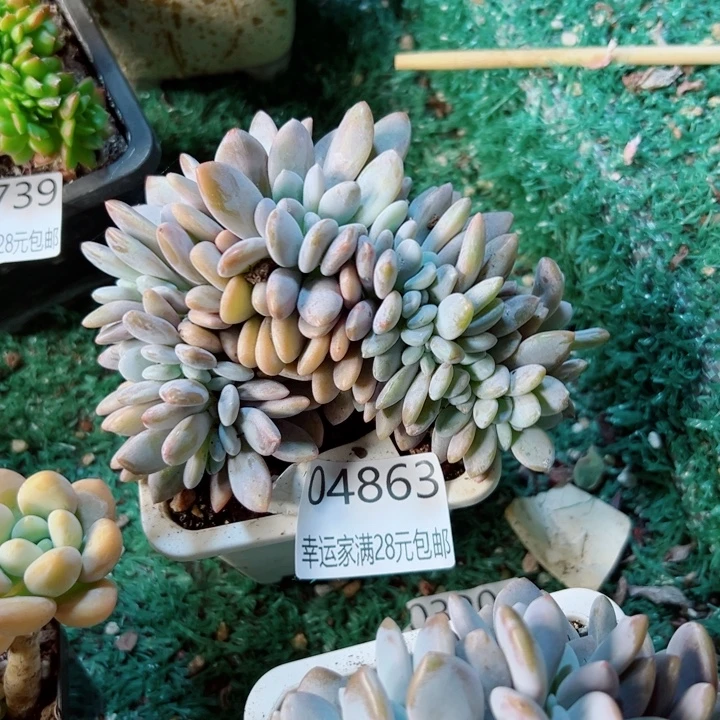 幸运的是我还没遇到过