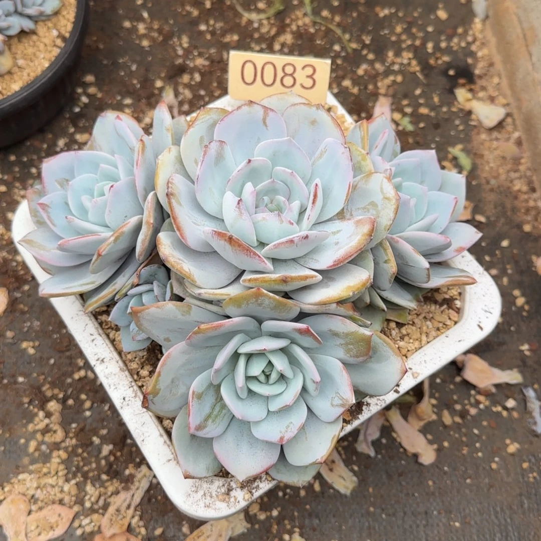 星***逸0083。       奶茶四头