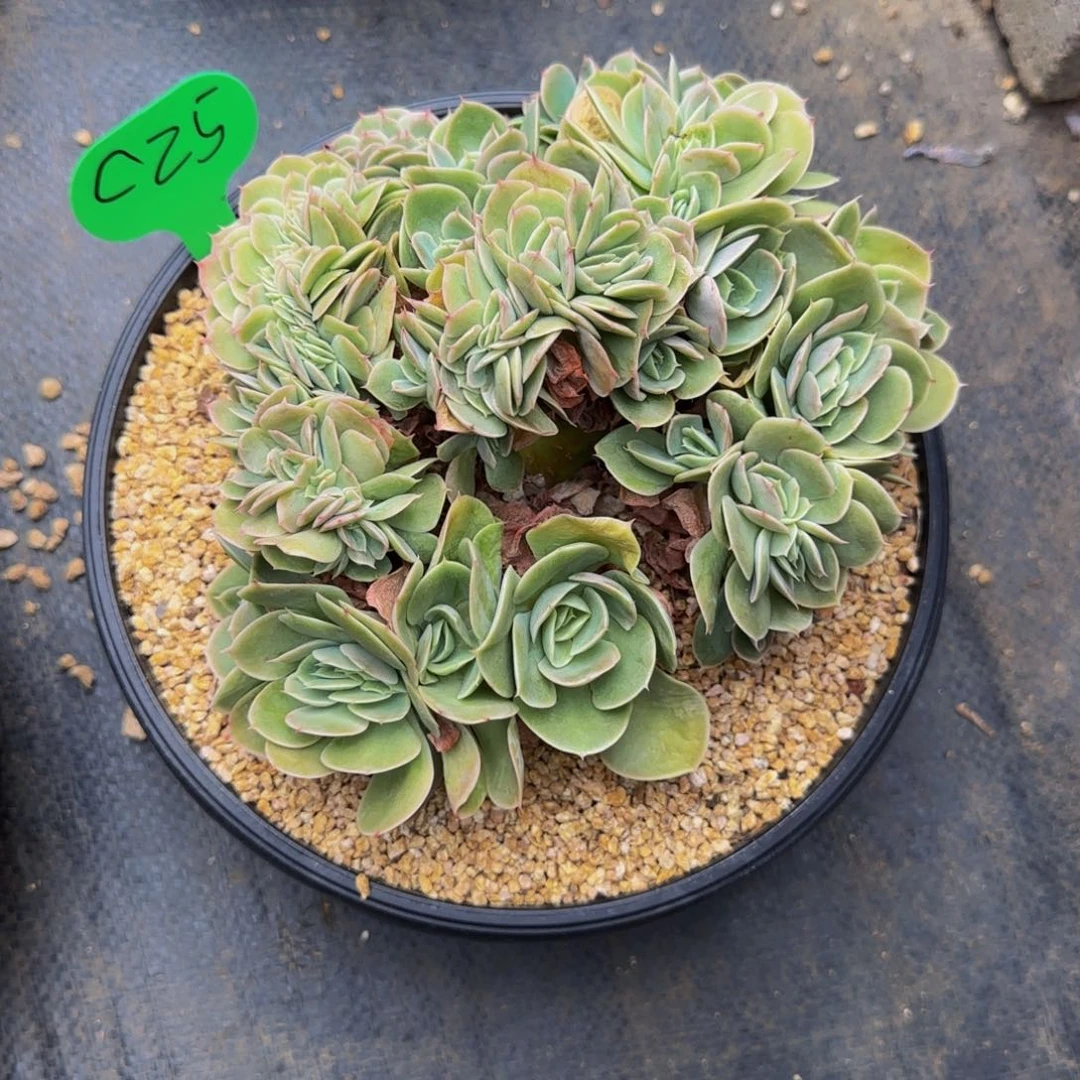 小***干C25，星娜塔缀化群生多头