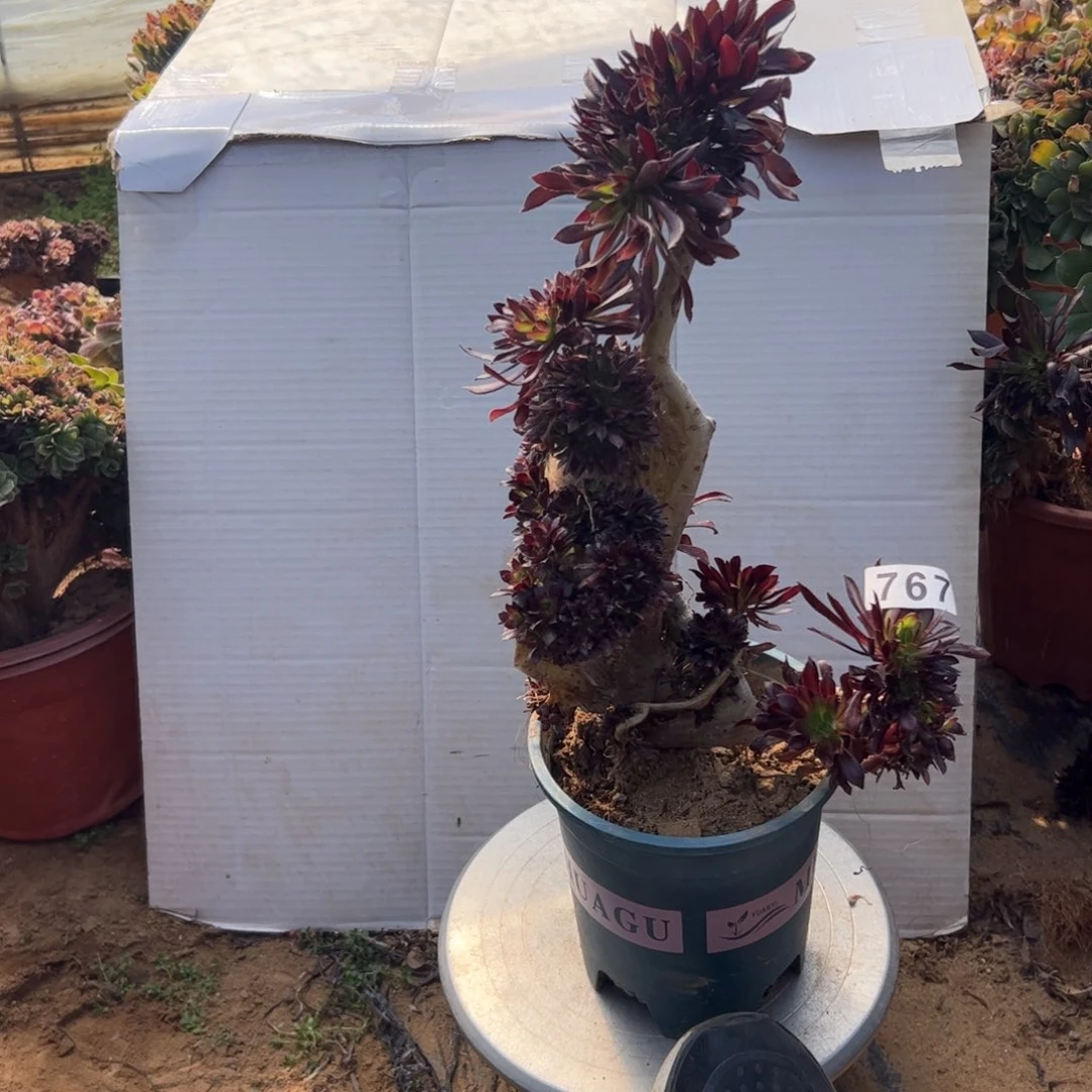 有伤黑缀767高35