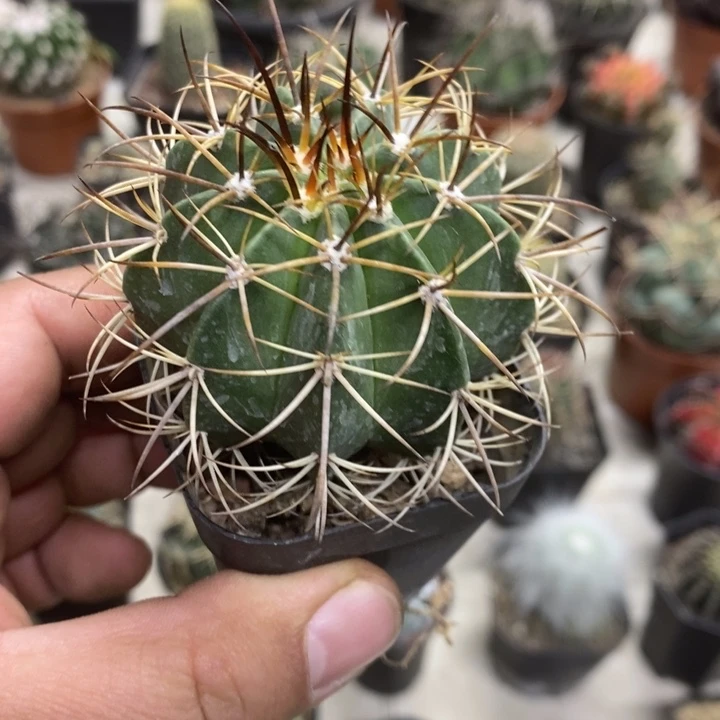 实生云球特价福利