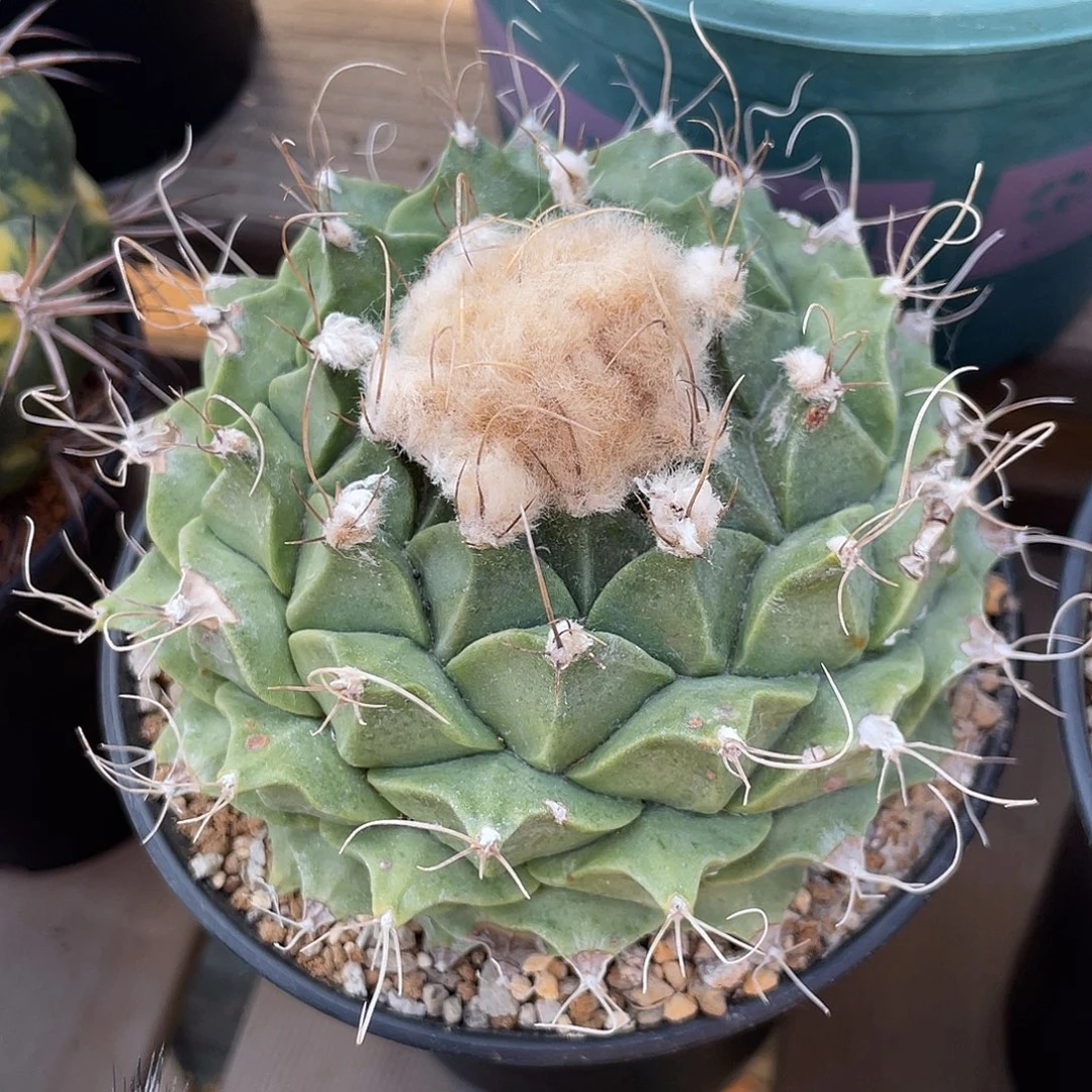 仙人球老帝冠实生11厘米