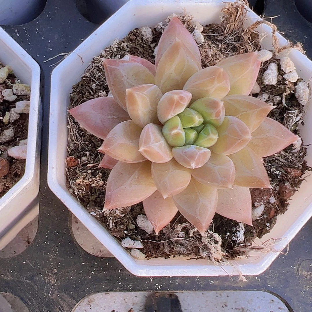 单头伊卡鲁斯19包邮多肉