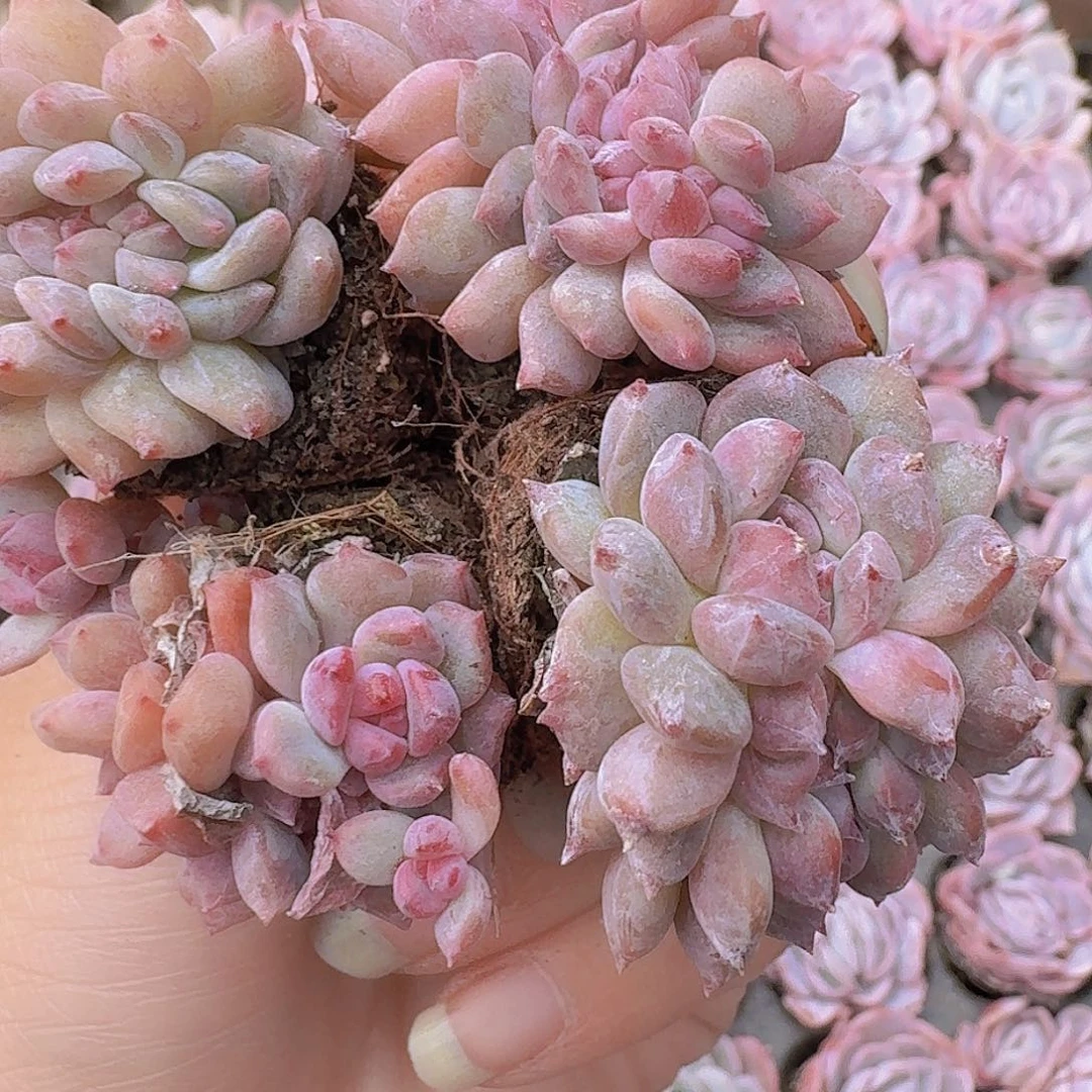 糖心土球缀化4颗一组