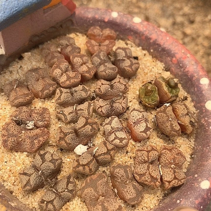 6518双头超蝶一颗