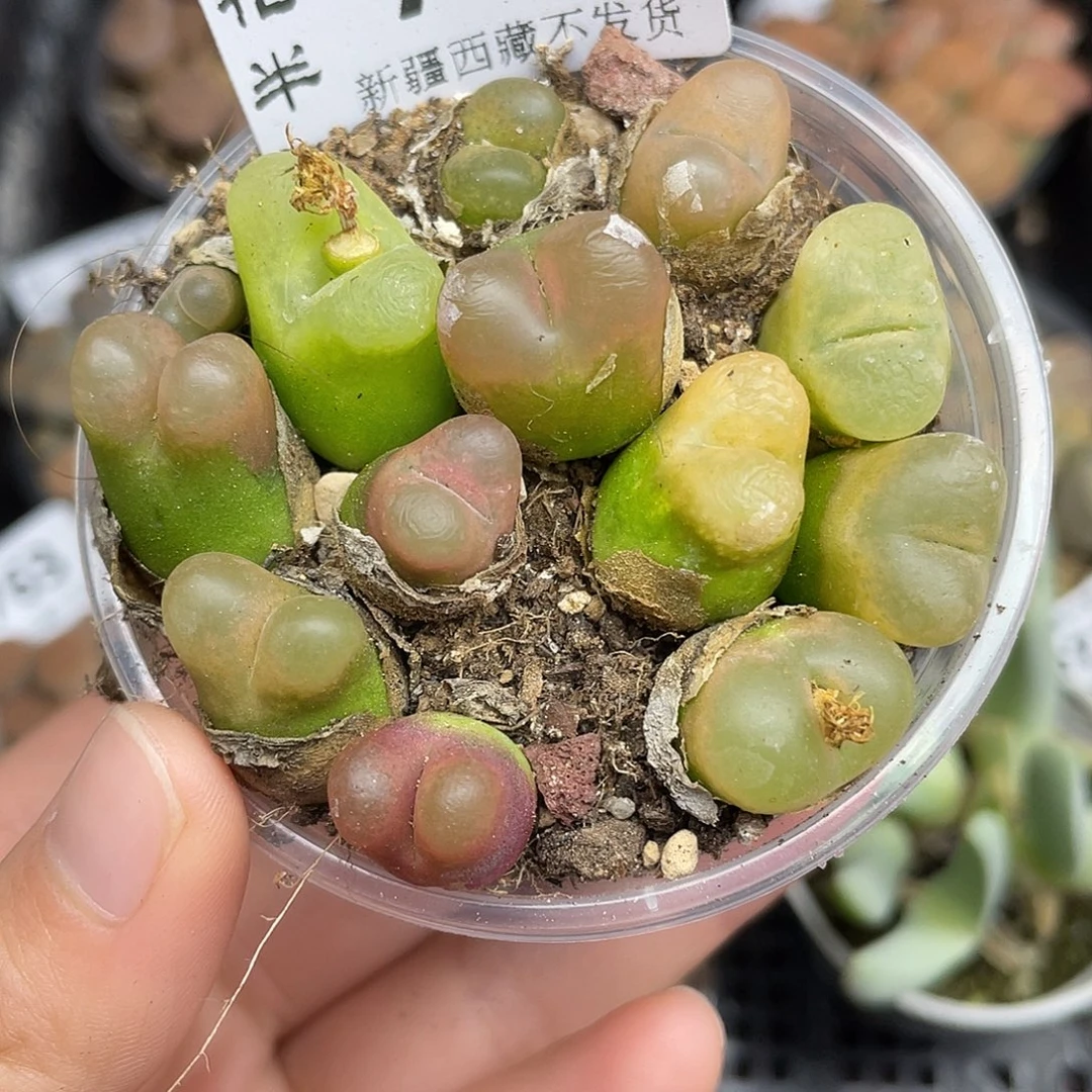 77200000花花花花花花