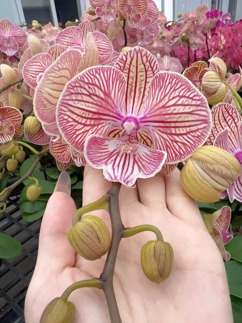 [昭阳公主06]3.0寸橘色大舌头中大花型蝴蝶兰带花发货