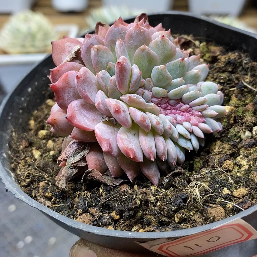 18110 不知名糖心缀化