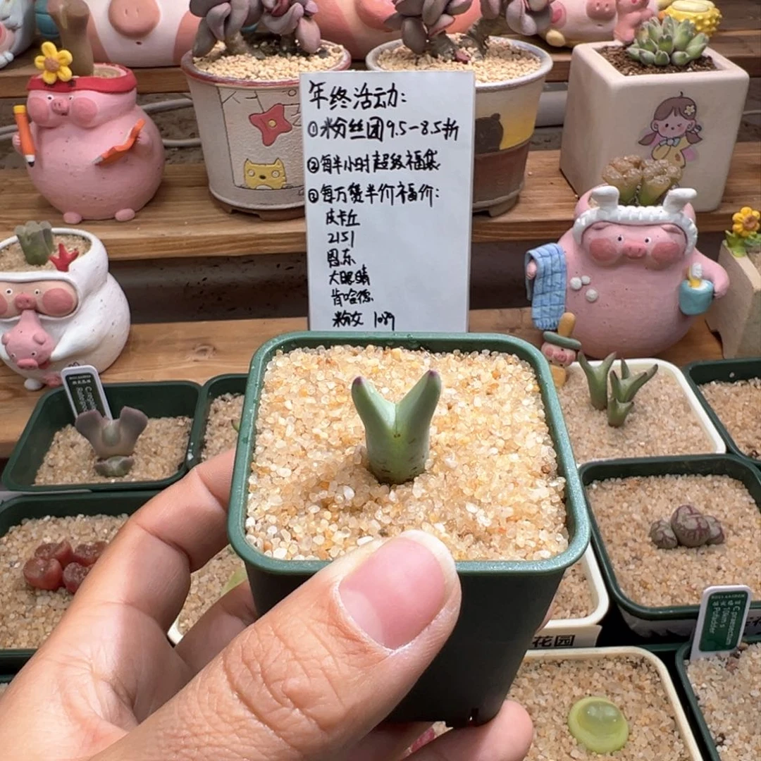 677。万赞福利。皮卡丘 多肉。