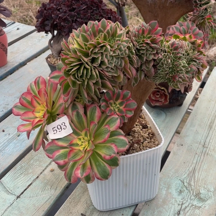 593号清晨法师缀化微暇