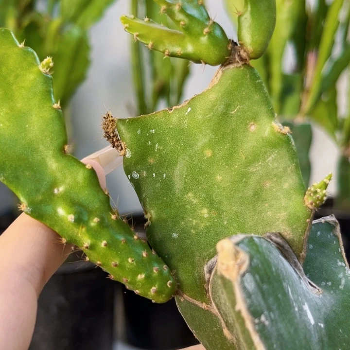 当前无花栽培后可以开花119