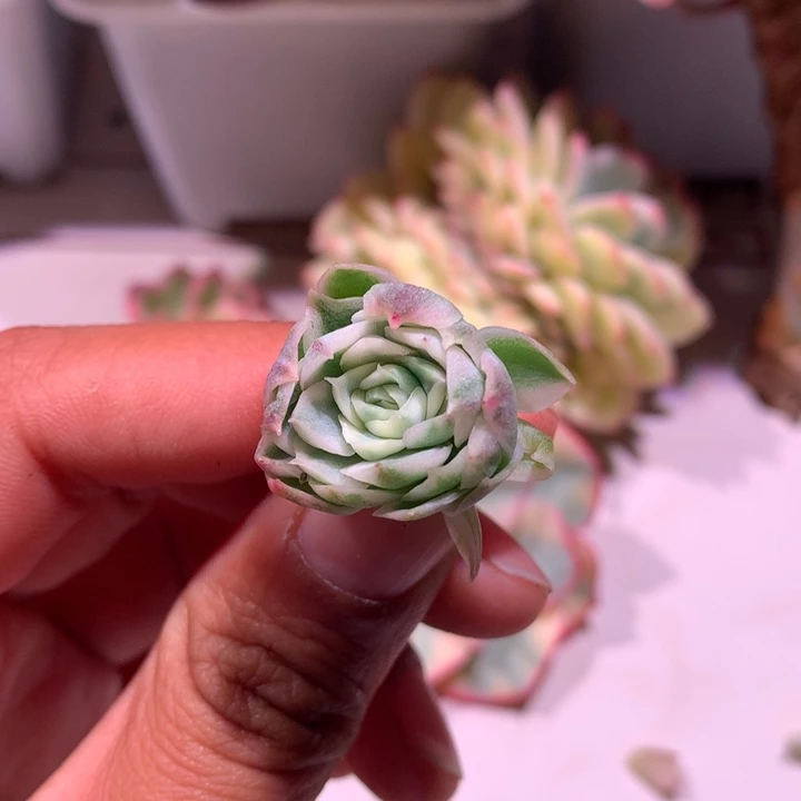 宽边圆梦锦侧芽腹轮锦