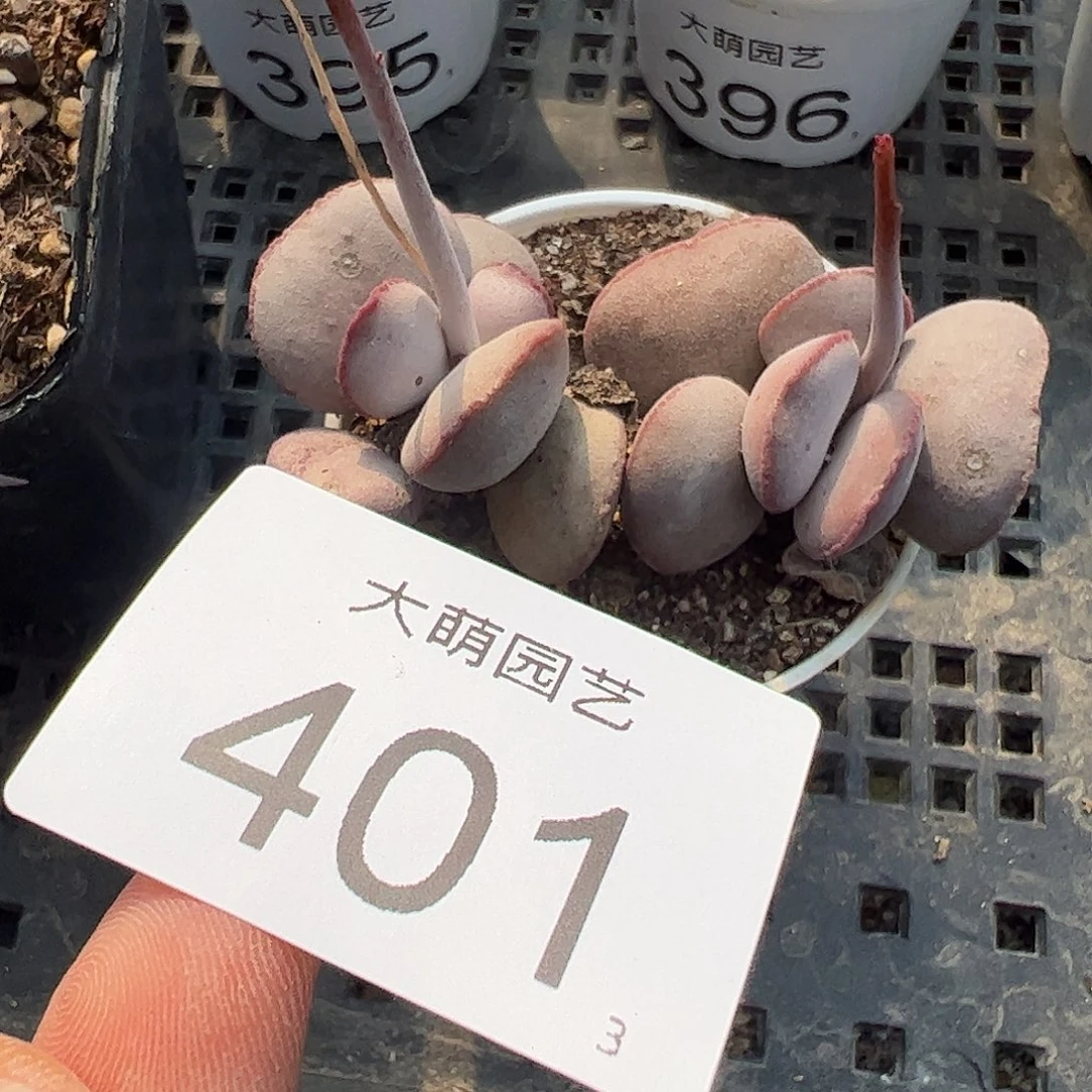 0000401 一物一拍带盆土发