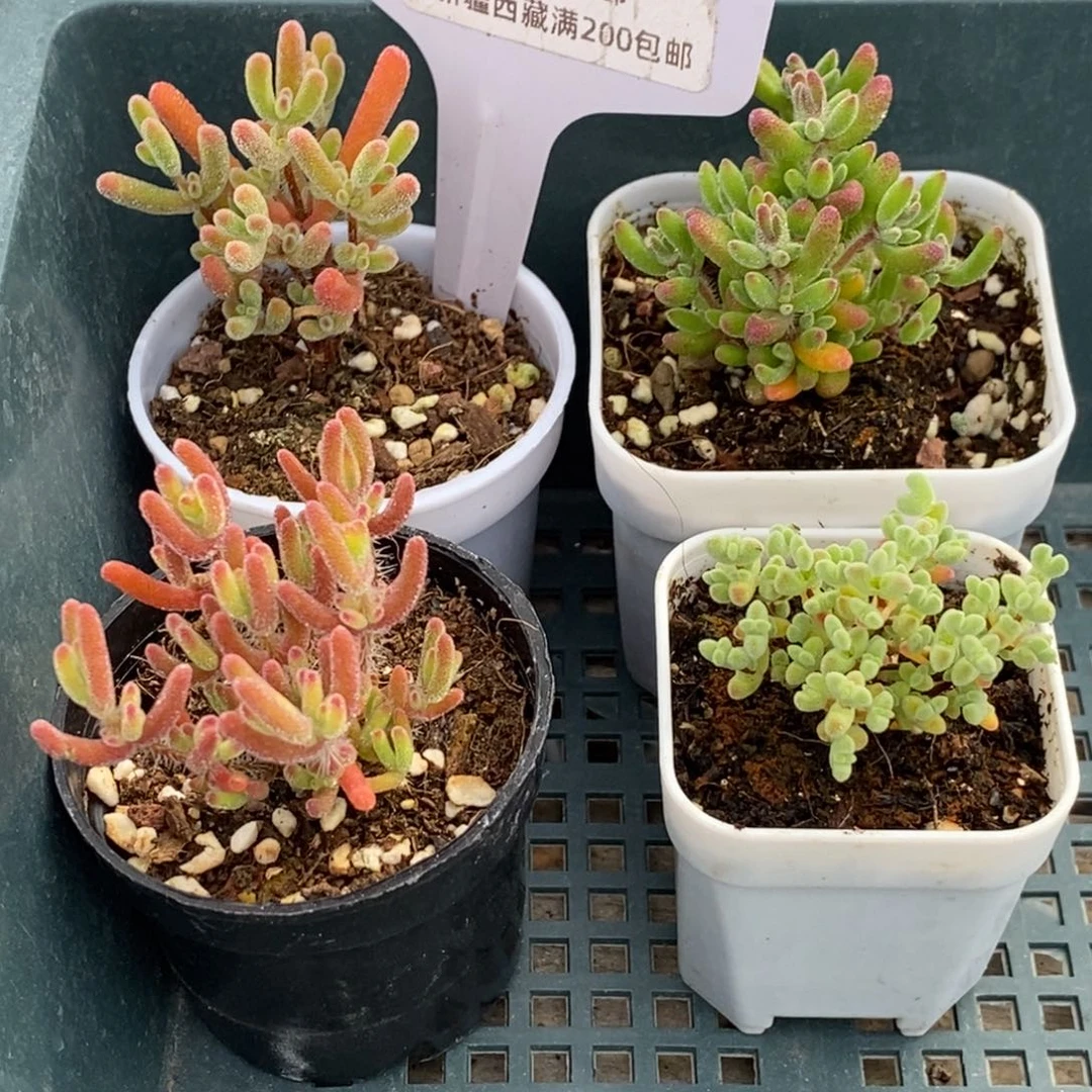 有***味725四颗福利。