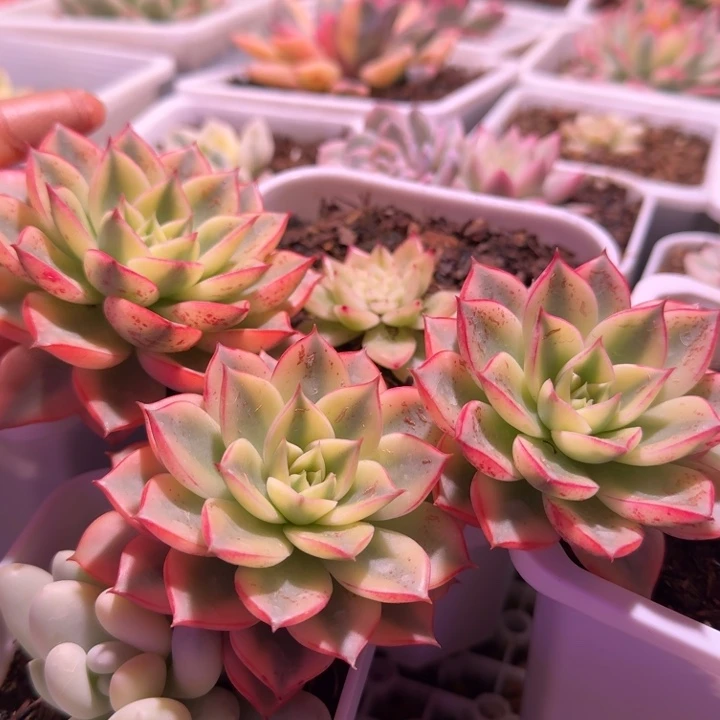 斗牛士锦多肉植物