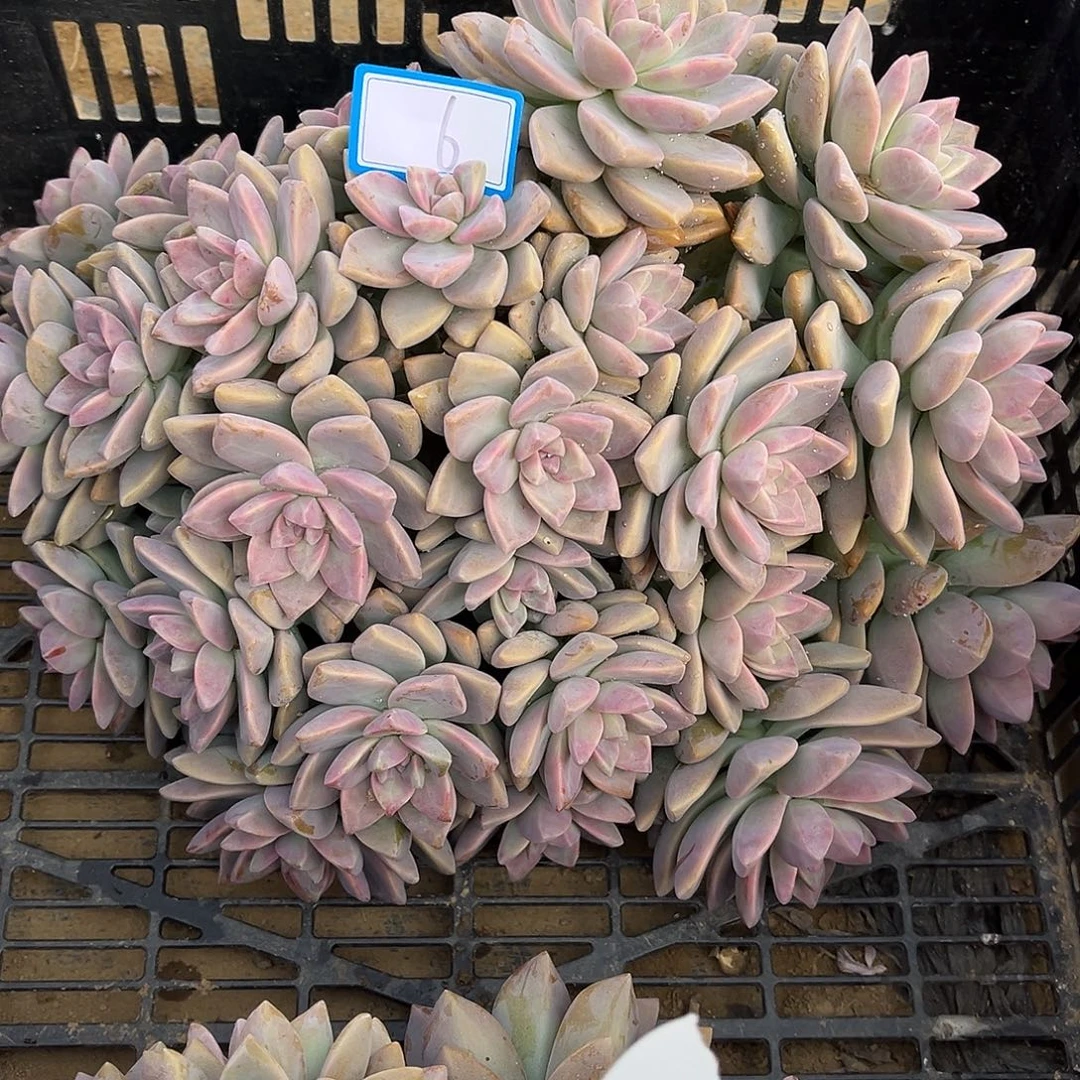 6号淡雪缀化有瑕疵