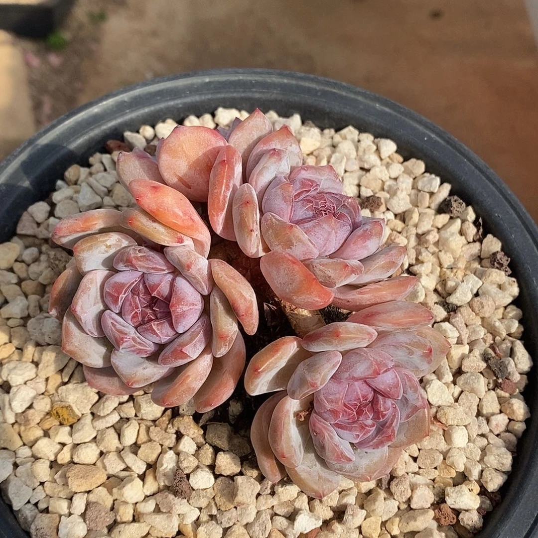 四头趴地紫心粗腿