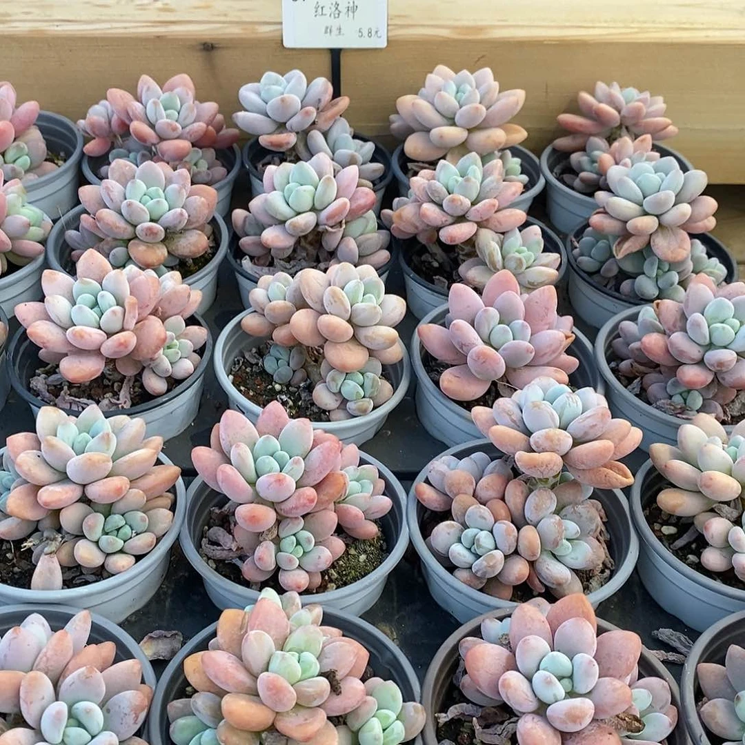 07号，红洛神群生