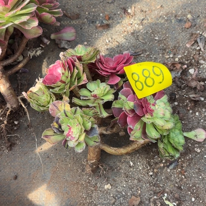 哈哈多肉葡萄福利889