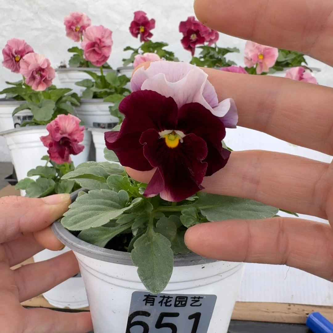 全部花朵651号角堇