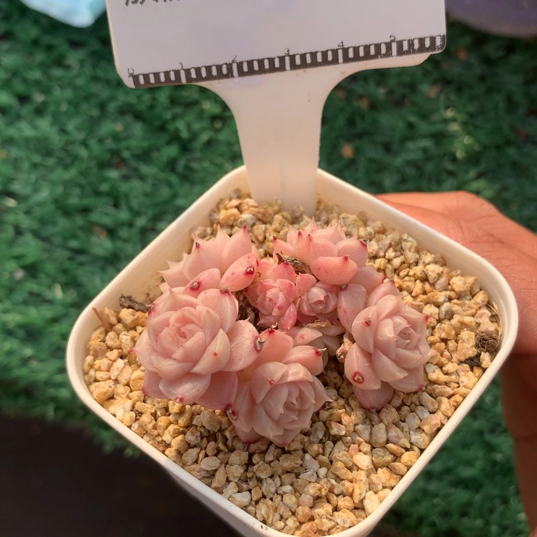 精品多肉麦秆老桩