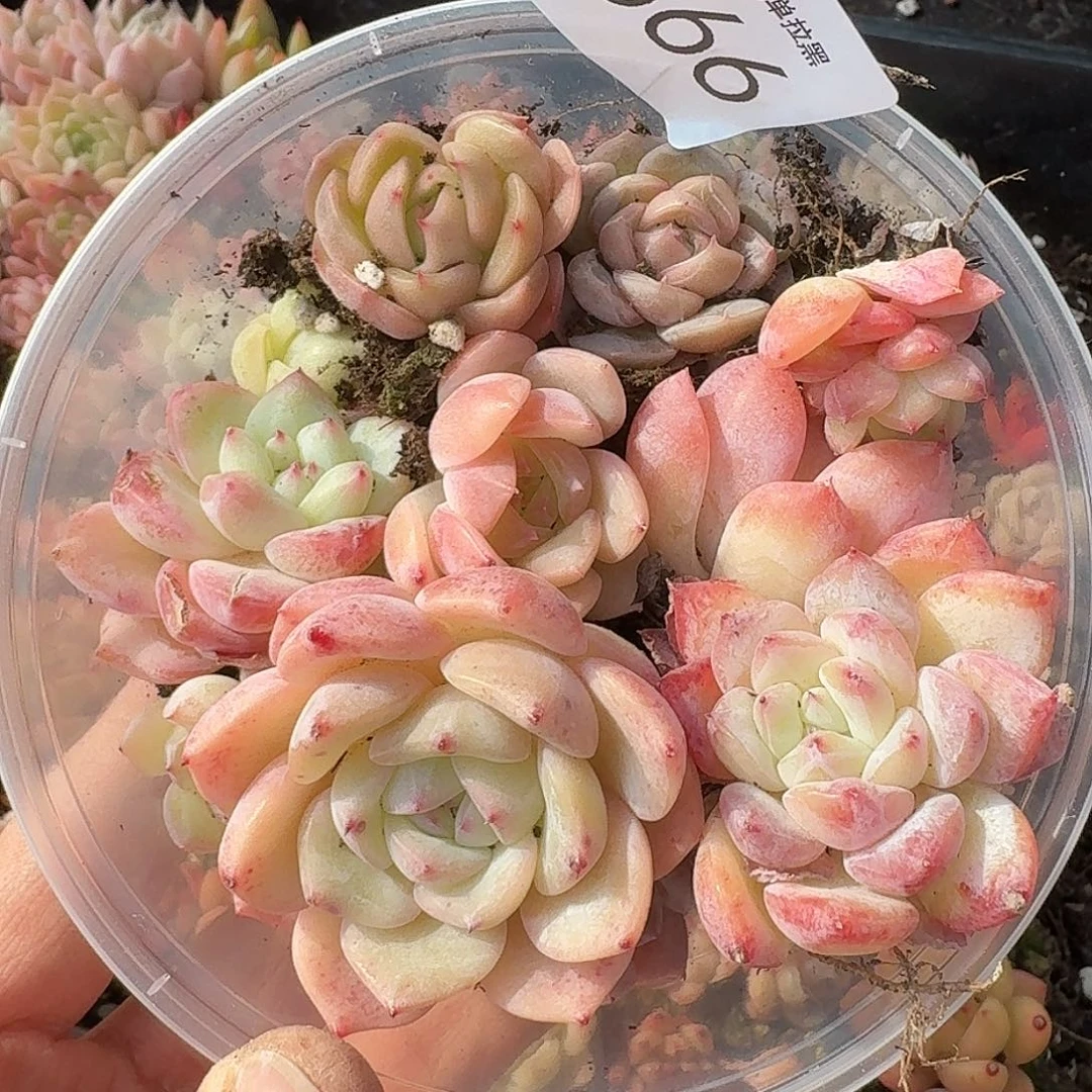 杂交新品珍妮多肉566