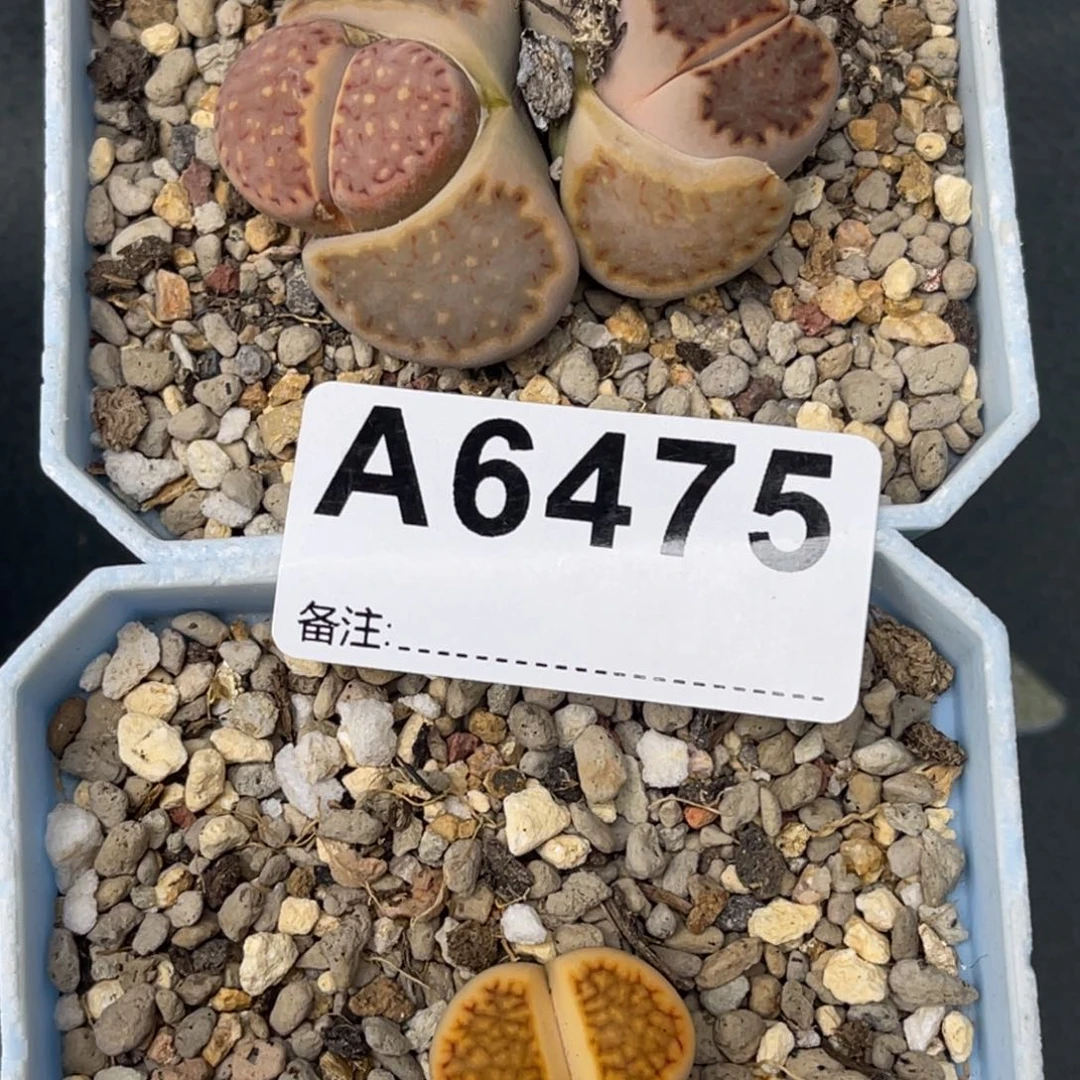 9****大6475饼干1花纹1上25