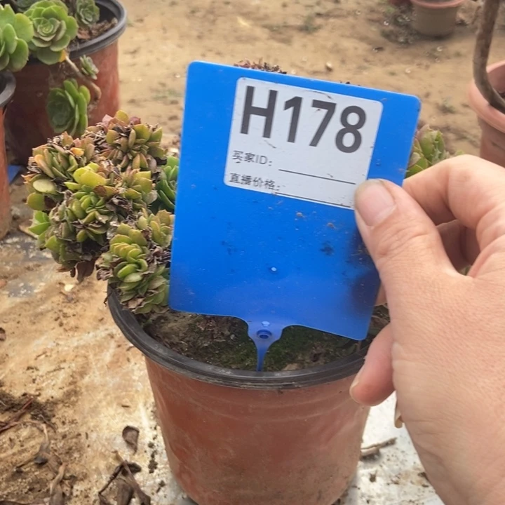 小***阳178枚贵多多缀化缀化